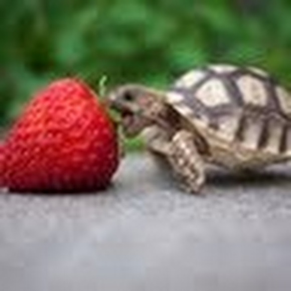 Meet your Posher, Cheryl - Picture 1 of 1